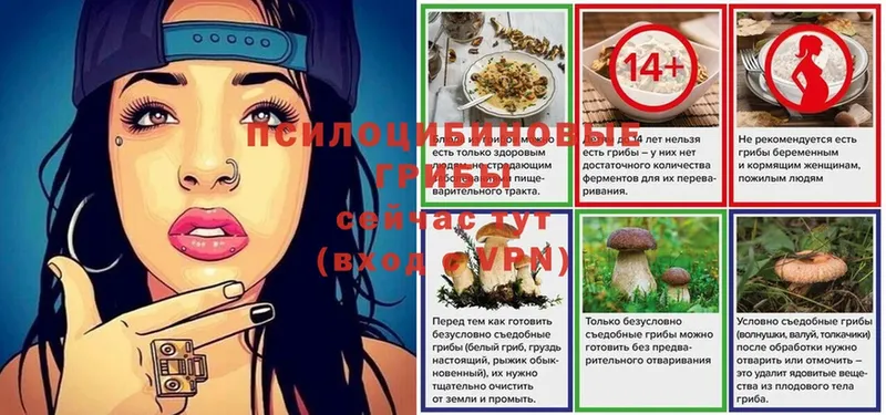 Галлюциногенные грибы Psilocybe  кракен   Махачкала  цена  